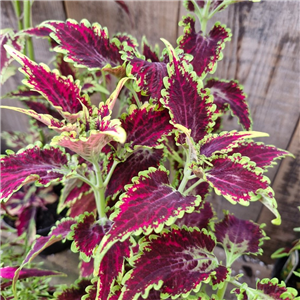 Coleus 'Royal Scot'